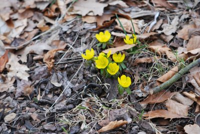 Eranthis hyemalis -talovín zimní